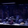 Blue LED Strip Light Aquarium / Fish Tank Set 